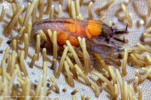 A Alpheus sp. | Shrimp