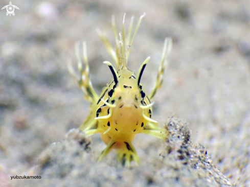 A Lion Fish