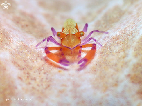 A Periclimenes imperator | Emperor Shrimp