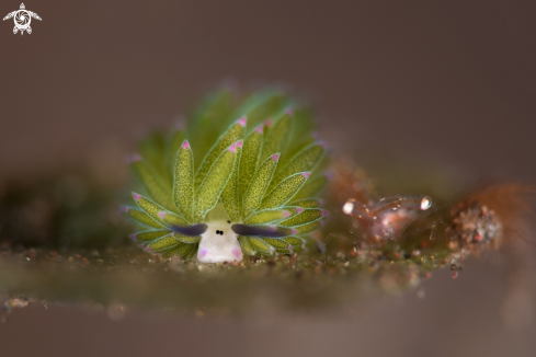 A Costasiella Nudibranch