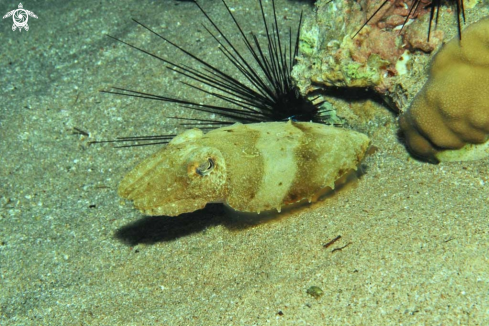 A cattelfish