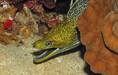 A moray eel