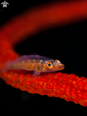 A Goby