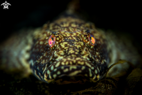 A Goby