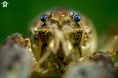 A Freshwater crab