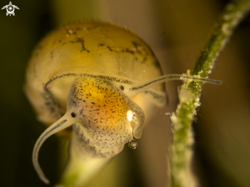 A Great pong snail