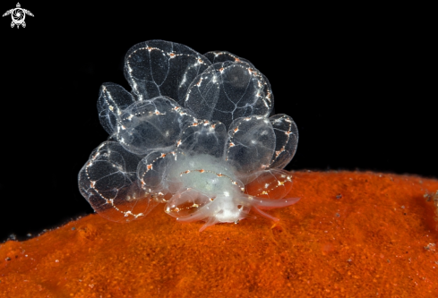 A Nudibranch