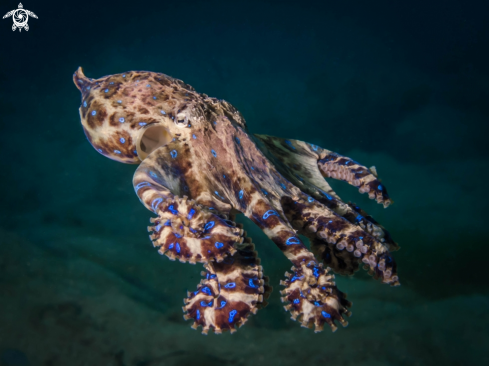 A Blue Ringed Octopus