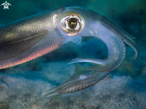 A Calamari Squid