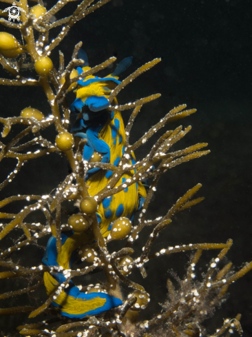 A Nudibranch