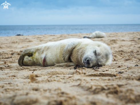 A Halichoerus grypus | Grey Seal (pup)