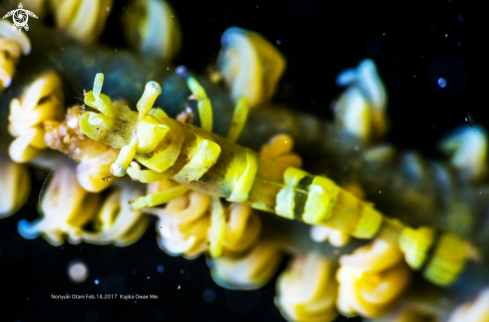 A Gorgonian pandaild shrimp 