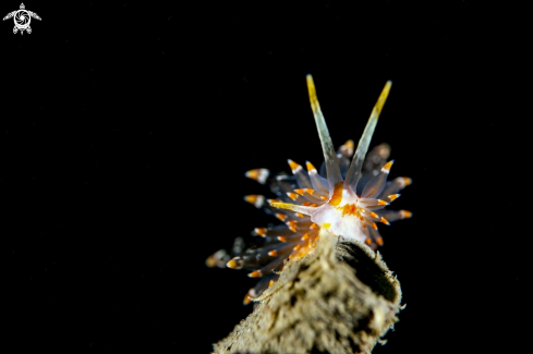 A Eubranchus farrani | nudibranchi