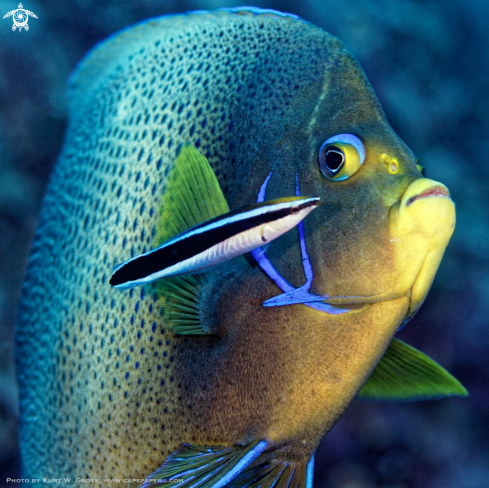 A Pomacanthus semicirculatus | Koran Emperor fish