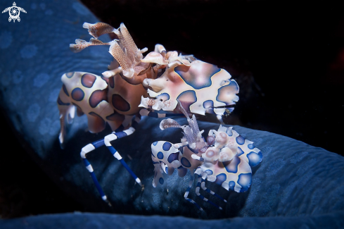 A Harlequin shrimp