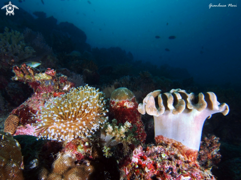 A Soft corals