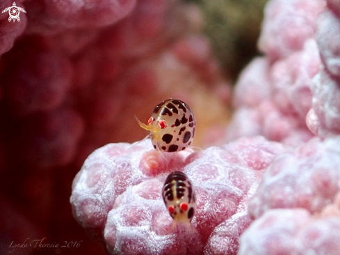 A Cyproidea sp. | Ladybug Amphipods