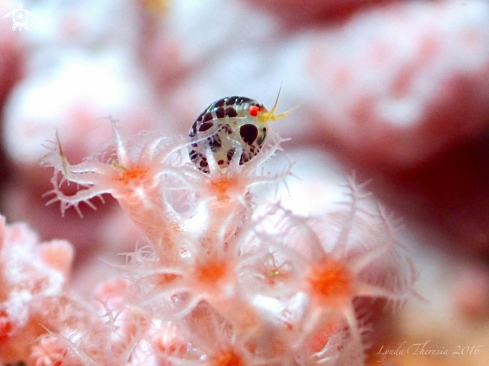 A Ladybug Amphipods
