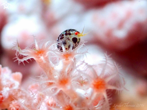 A Cyproidea sp. | Ladybug Amphipods