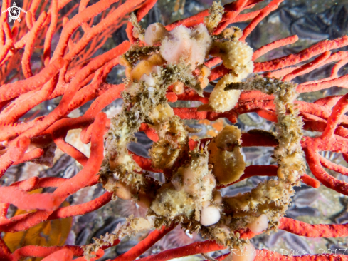 A Hotlips Spider Crab