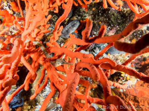 A Longsnout Pipefish