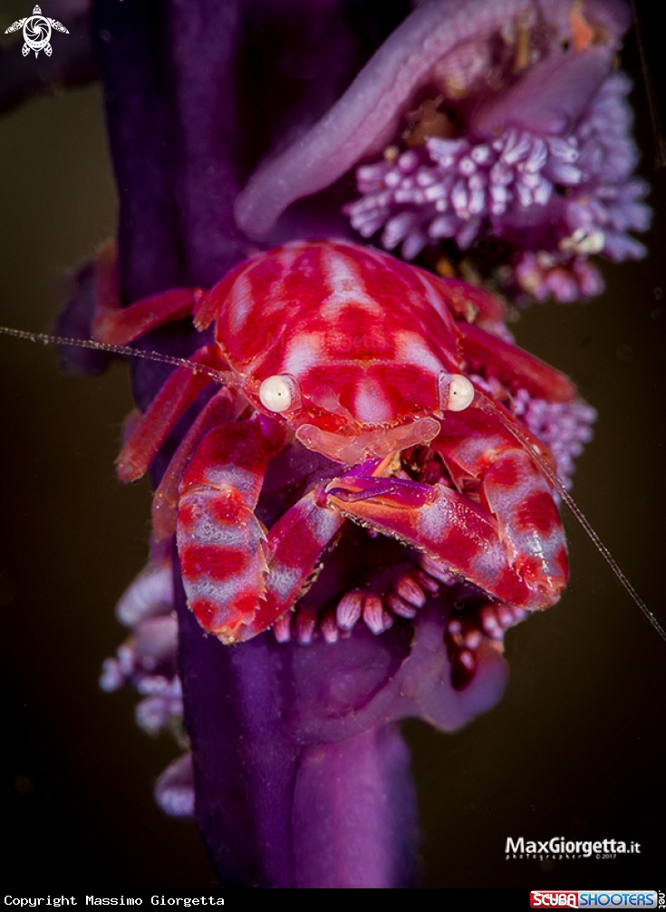 A red porcellini crab