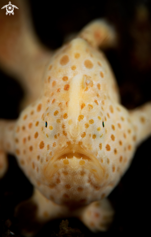 A Painted Frogfish