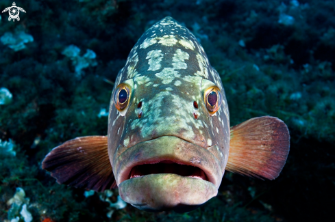 A Grouper