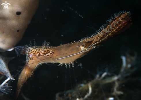 A Leander plumosus | Donald Duck Shrimp