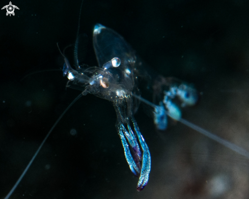 A Ancylomenes magnificus | Cleaner shrimp