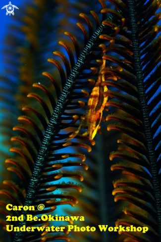 A feather starfish shrimp