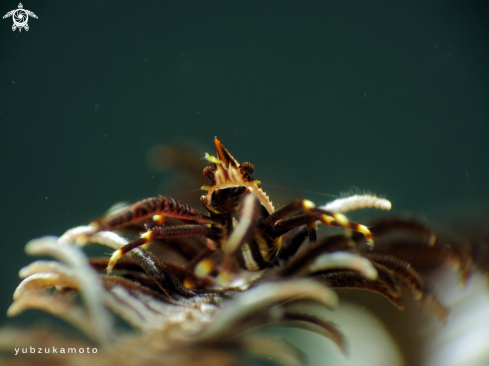 A Crinoid Squat Lobster | Crinoid Squat Lobster