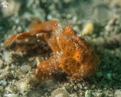 A Antennarius pictus | Painted frogfish