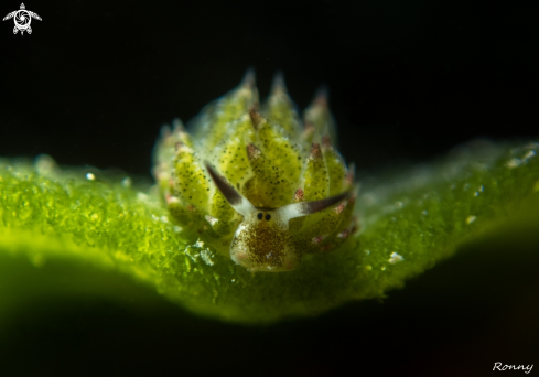 A Costasiella Kuroshimae