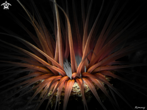 A Tube anemone