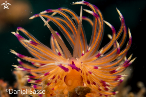 A Flabellina angelvaldesi 