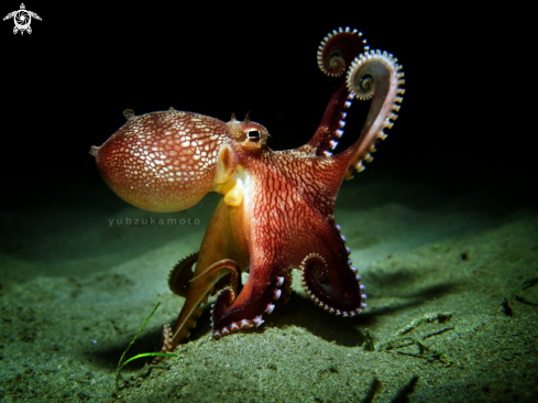 Coconut Octopus