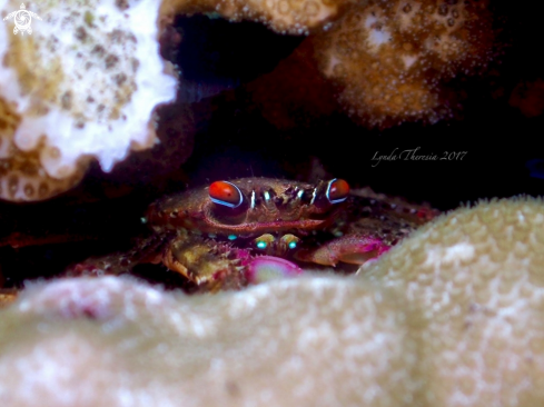 A Percnon planissimum | Flat Rock Crab