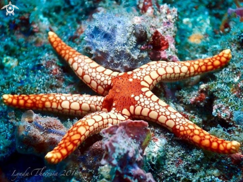 A Necklace Starfish or Tiled Starfish