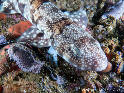 A Haploblepharus edwardsii | Puffadder Shyshark