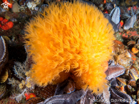 A Malacacanthus capensis | Sunburst Soft Coral