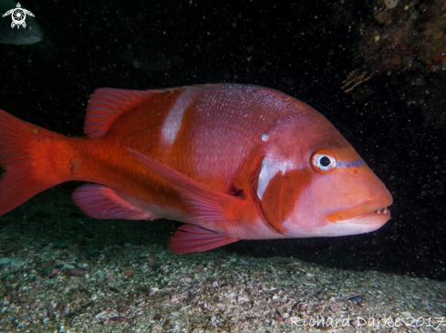 A Chrysoblephus laticeps | Red Roman