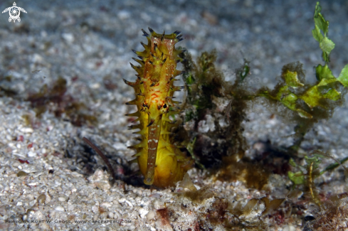 A Hippocampus histrix | Seahorse