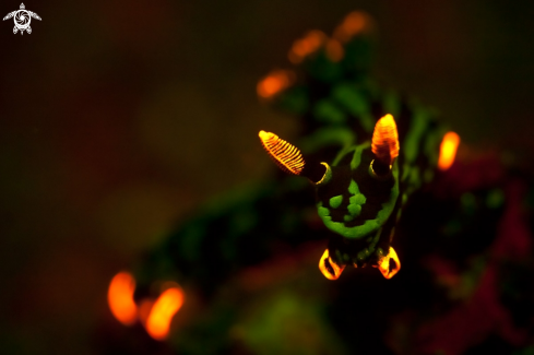 A Nudibranch