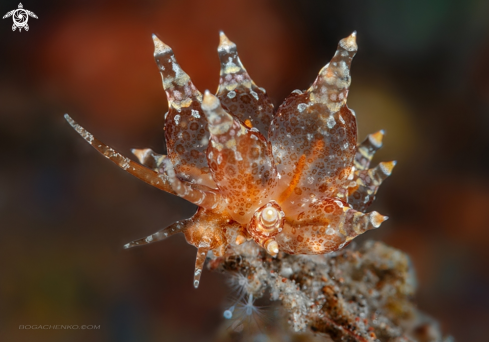 A Nudibranchs