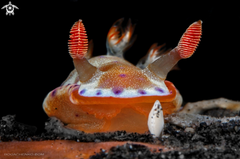 A Nudibranchs