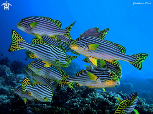 A Plectorhinchus vittatus | Oriental sweetlips