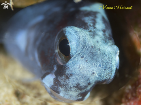 A Blenny