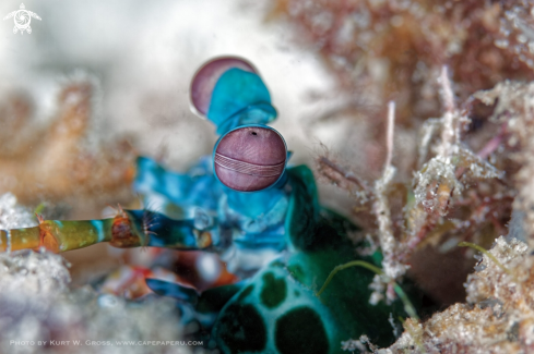 A Odontodactylus scyllarus | Mantis shrimp