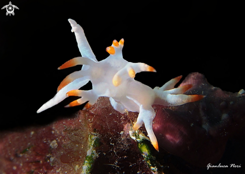 A Flabellina babai | Flabellina babai